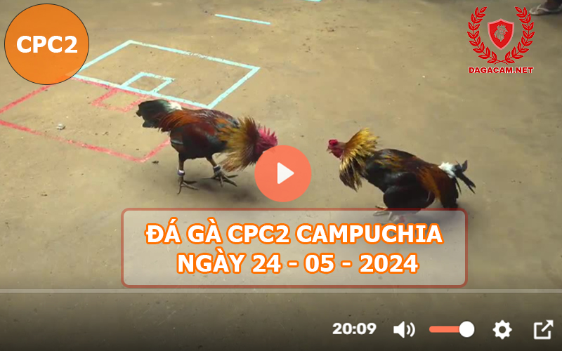 Video đá gà CPC2 ngày 24-05-2024