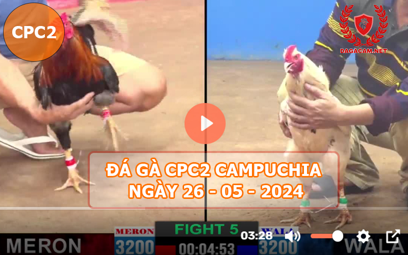 Video đá gà CPC2 ngày 26-05-2024