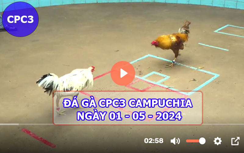 Video đá gà CPC3 ngày 01-05-2024