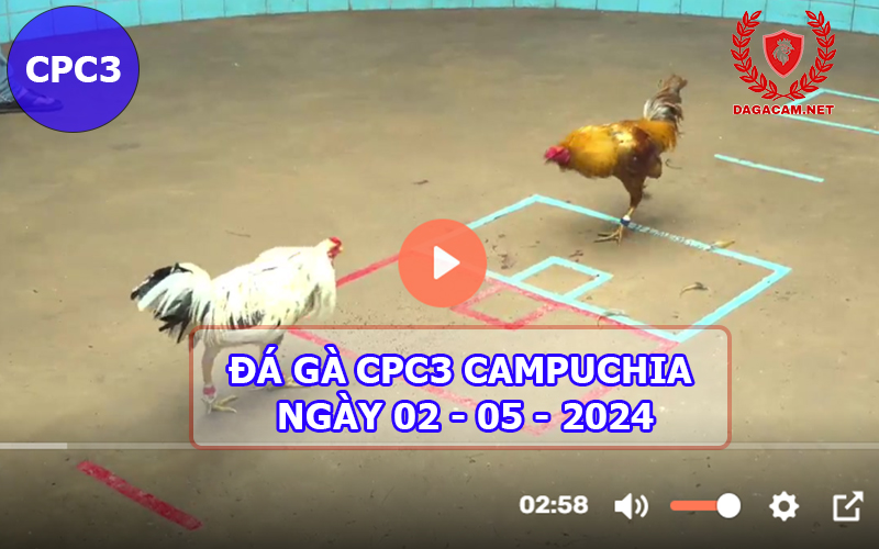 Video đá gà CPC3 ngày 02-05-2024