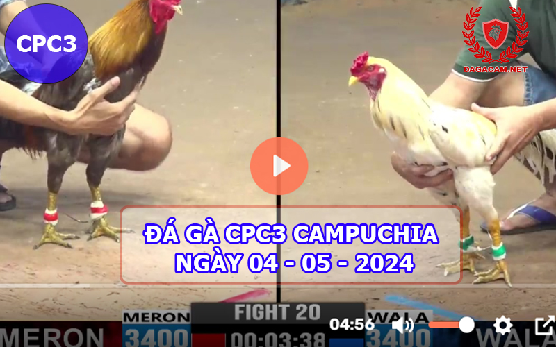 Video đá gà CPC3 ngày 04-05-2024