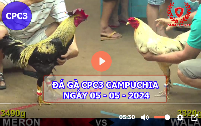 Video đá gà CPC3 ngày 05-05-2024