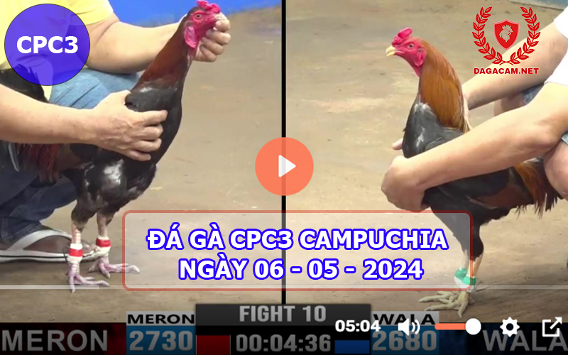 Video đá gà CPC3 ngày 06-05-2024