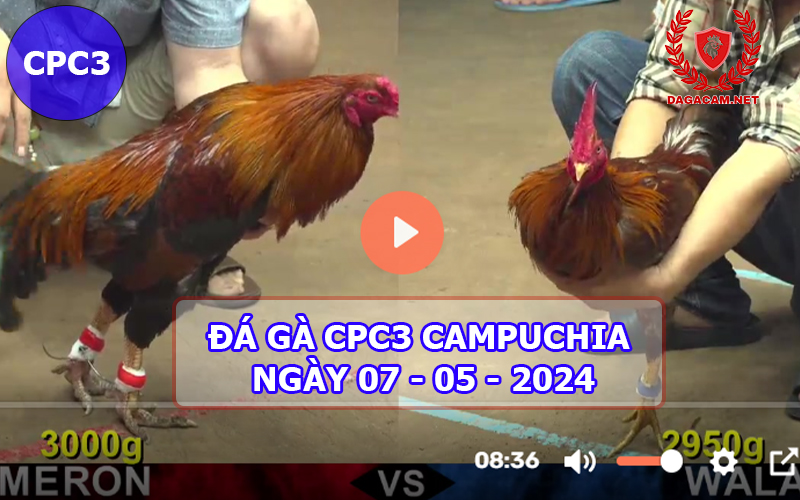 Video đá gà CPC3 ngày 07-05-2024