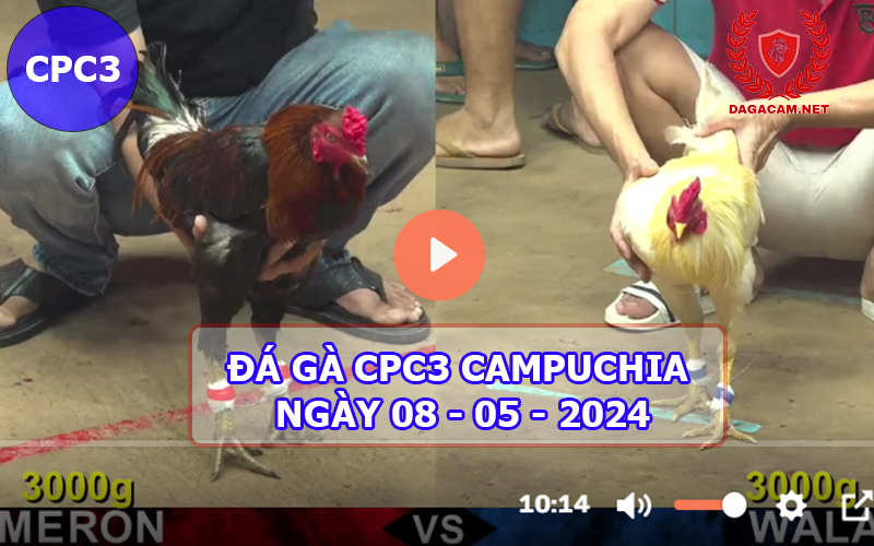 Video đá gà CPC3 ngày 08-05-2024