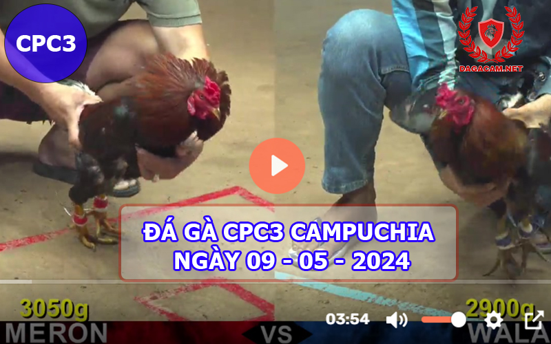 Video đá gà CPC3 ngày 09-05-2024