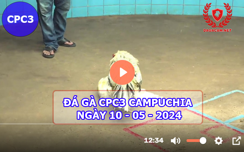 Video đá gà CPC3 ngày 10-05-2024