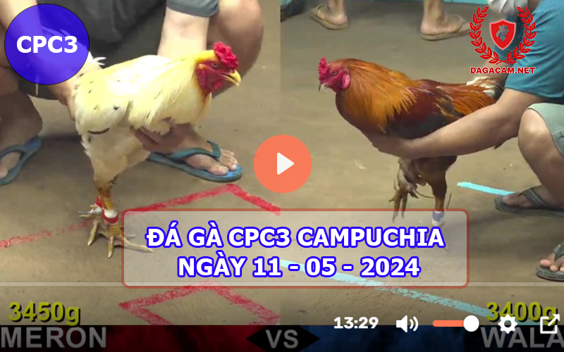 Video đá gà CPC3 ngày 11-05-2024