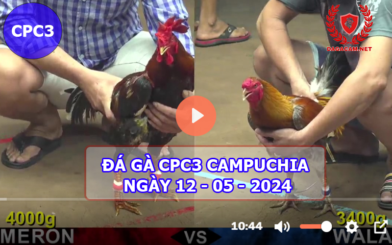 Video đá gà CPC3 ngày 12-05-2024