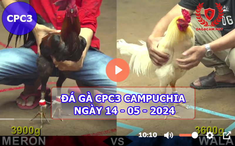 Video đá gà CPC3 ngày 14-05-2024