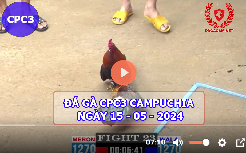 Video đá gà CPC3 ngày 15-05-2024