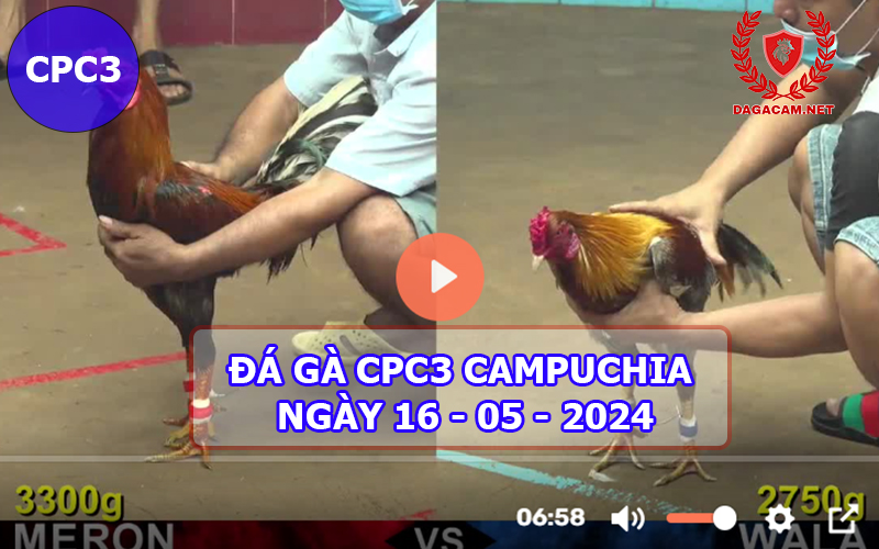 Video đá gà CPC3 ngày 16-05-2024