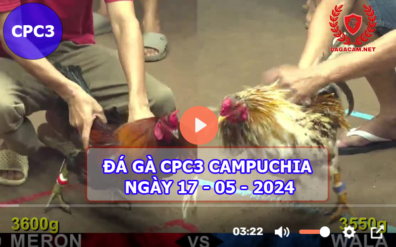 Video đá gà CPC3 ngày 17-05-2024