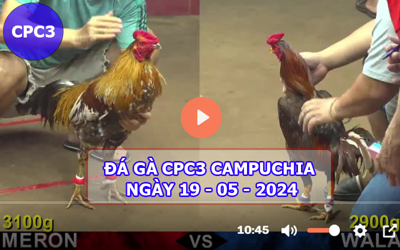 Video đá gà CPC3 ngày 19-05-2024