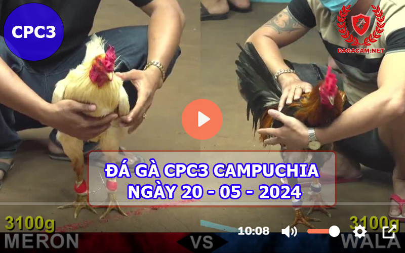 Video đá gà CPC3 ngày 20-05-2024