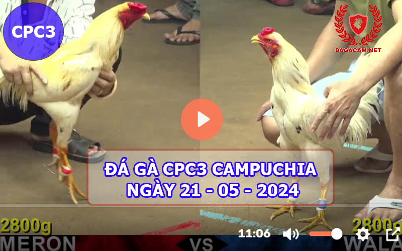 Video đá gà CPC3 ngày 21-05-2024