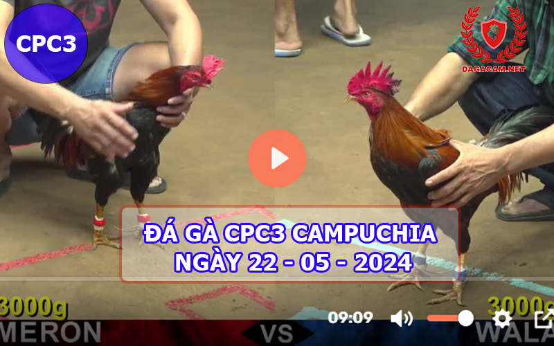 Video đá gà CPC3 ngày 22-05-2024