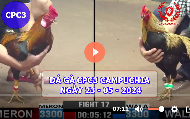 Video đá gà CPC3 ngày 23-05-2024