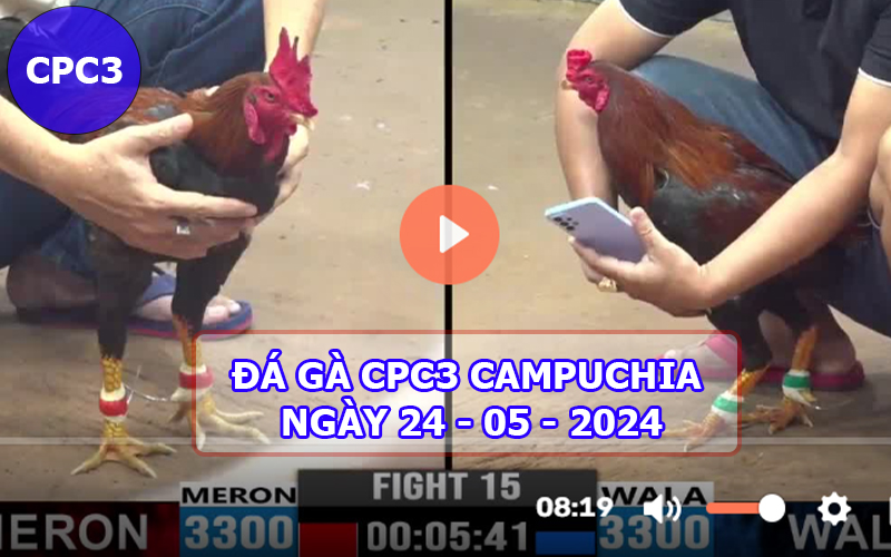 Video đá gà CPC3 ngày 24-05-2024