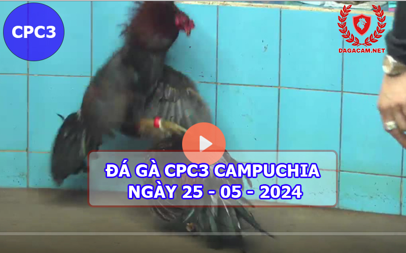 Video đá gà CPC3 ngày 25-05-2024