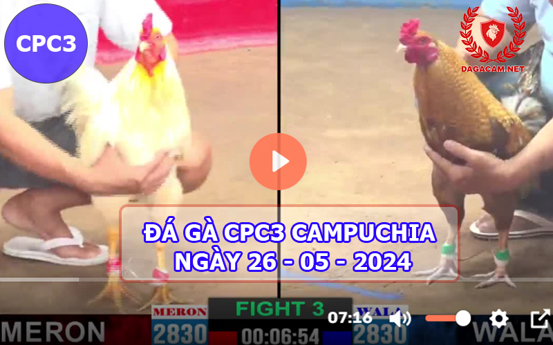 Video đá gà CPC3 ngày 26-05-2024