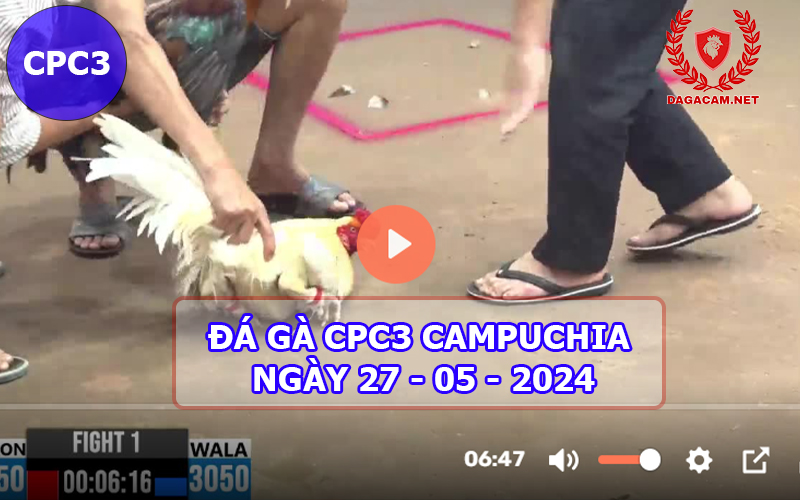 Video đá gà CPC3 ngày 27-05-2024