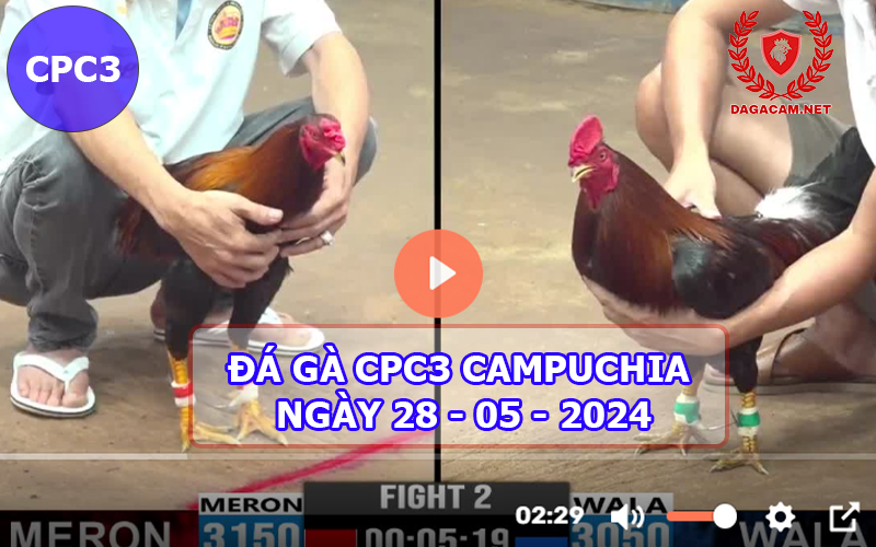 Video đá gà CPC3 ngày 28-05-2024