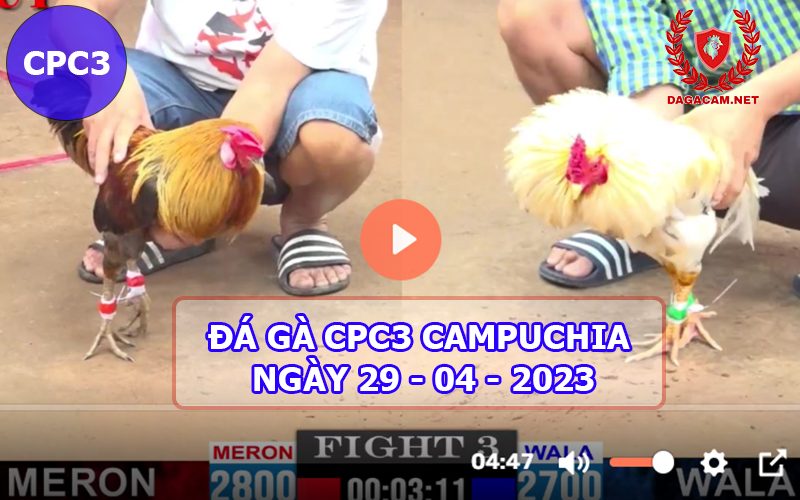 Video đá gà CPC3 ngày 29-04-2024