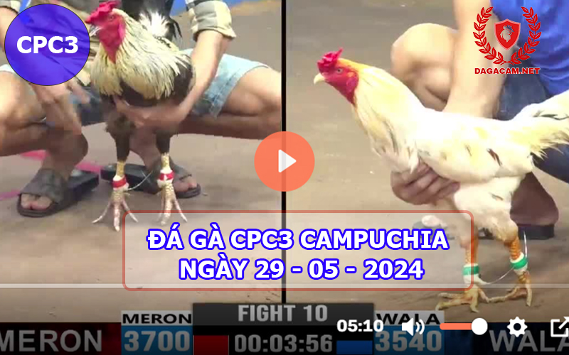 Video đá gà CPC3 ngày 29-05-2024