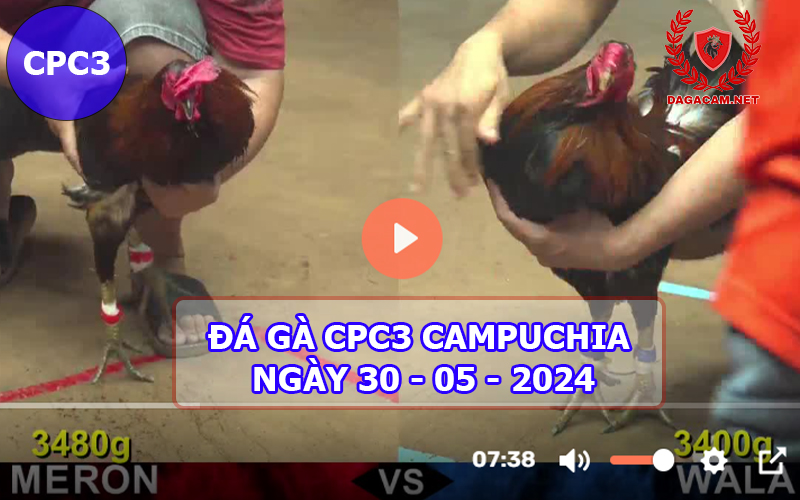 Video đá gà CPC3 ngày 30-05-2024