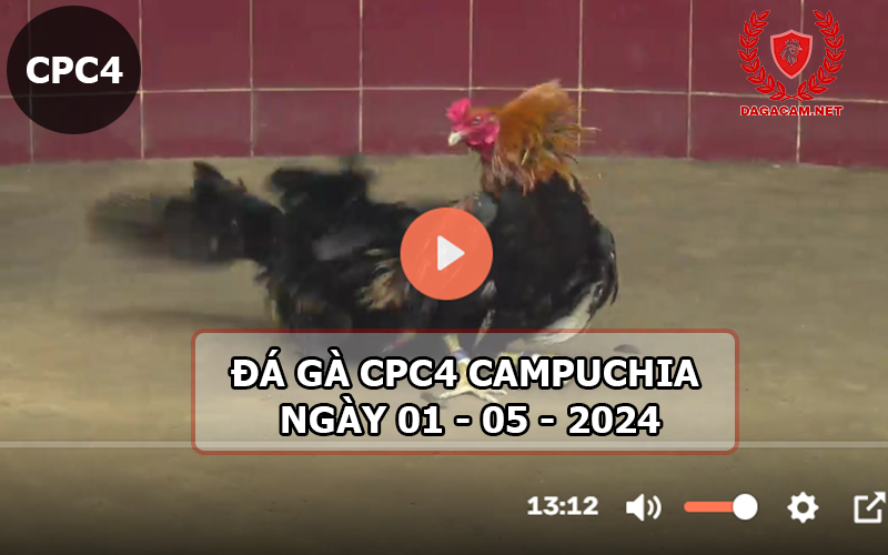 Video đá gà CPC4 ngày 01-05-2024