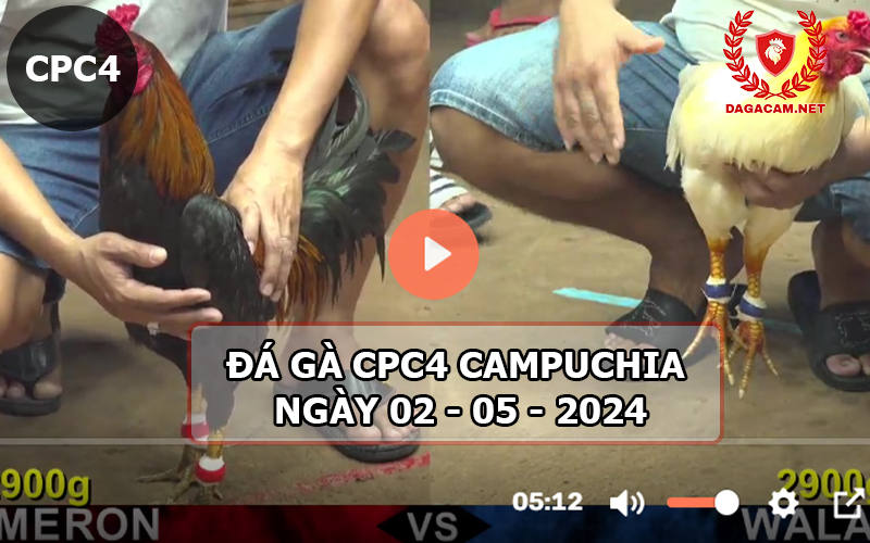 Video đá gà CPC4 ngày 02-05-2024