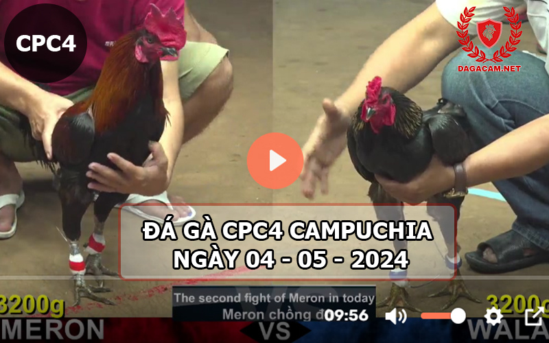 Video đá gà CPC4 ngày 04-05-2024