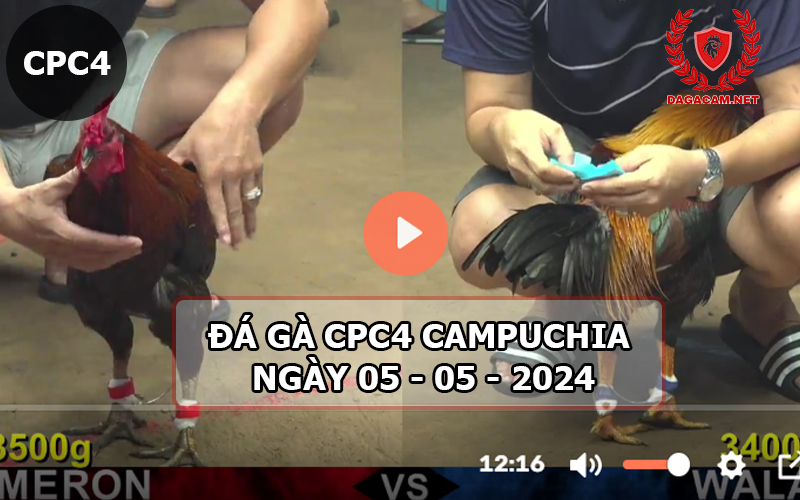 Video đá gà CPC4 ngày 05-05-2024