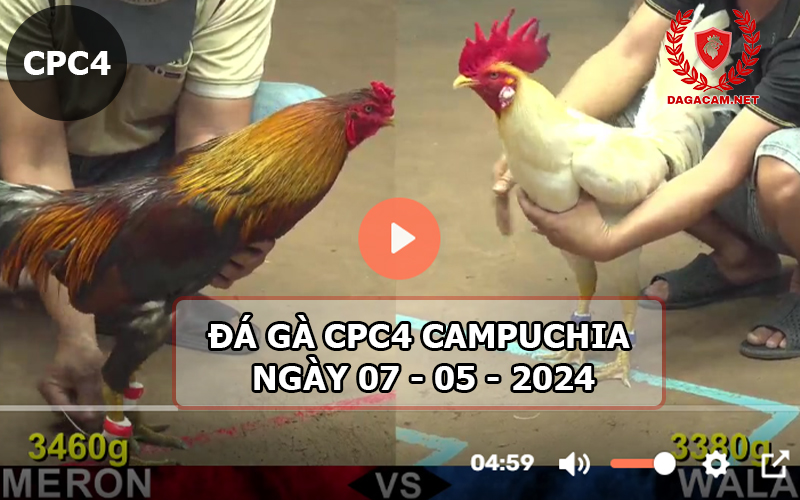 Video đá gà CPC4 ngày 07-05-2024