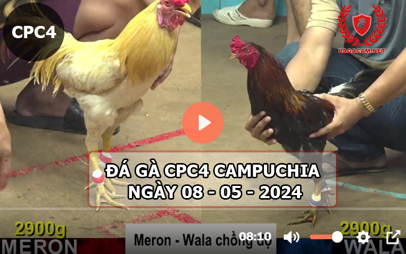 Video đá gà CPC4 ngày 08-05-2024