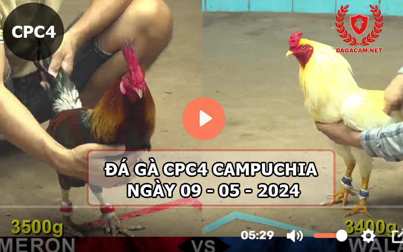 Video đá gà CPC4 ngày 09-05-2024