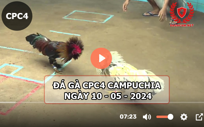 Video đá gà CPC4 ngày 10-05-2024