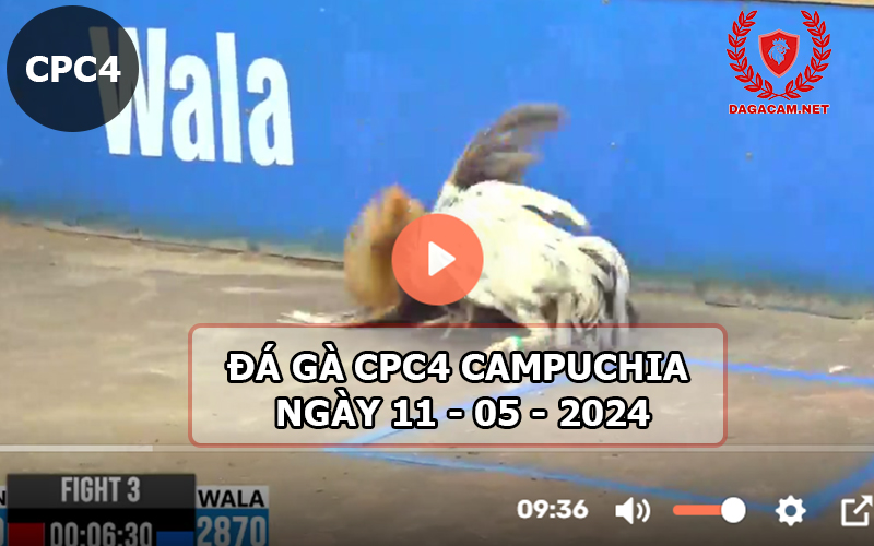 Video đá gà CPC4 ngày 11-05-2024