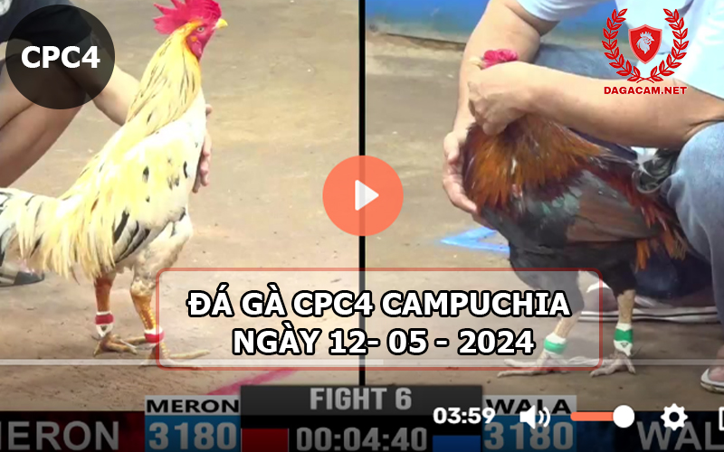 Video đá gà CPC4 ngày 12-05-2024