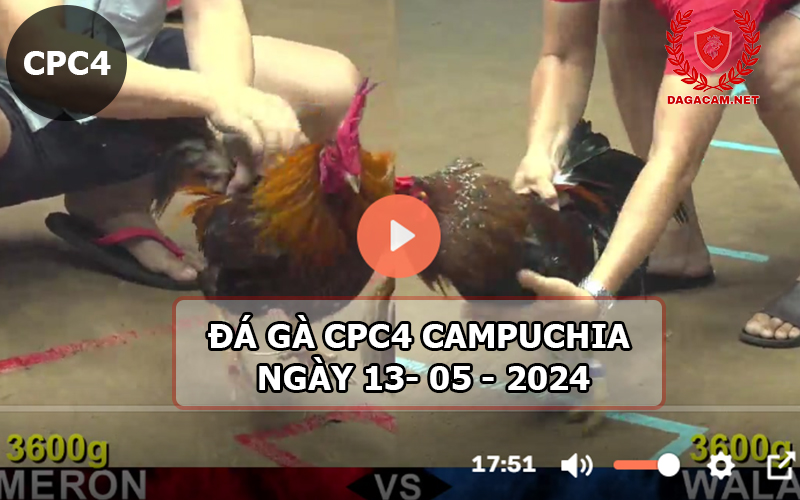 Video đá gà CPC4 ngày 13-05-2024