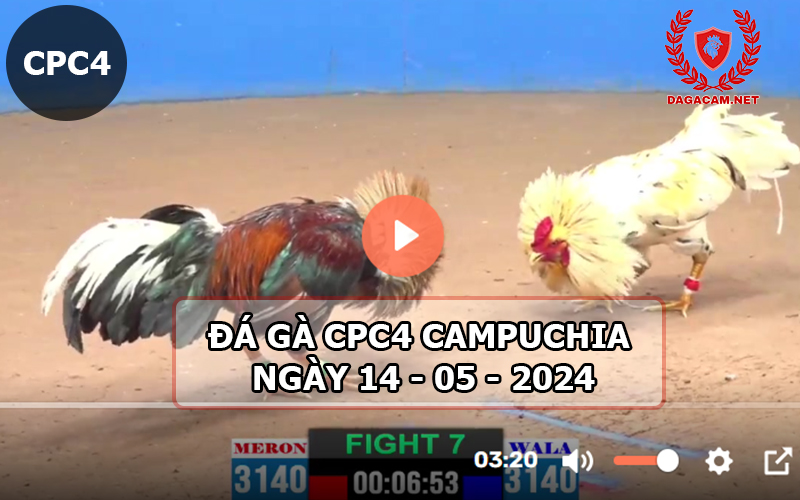 Video đá gà CPC4 ngày 14-05-2024