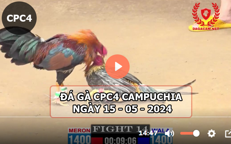 Video đá gà CPC4 ngày 15-05-2024