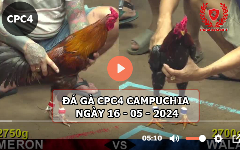 Video đá gà CPC4 ngày 16-05-2024