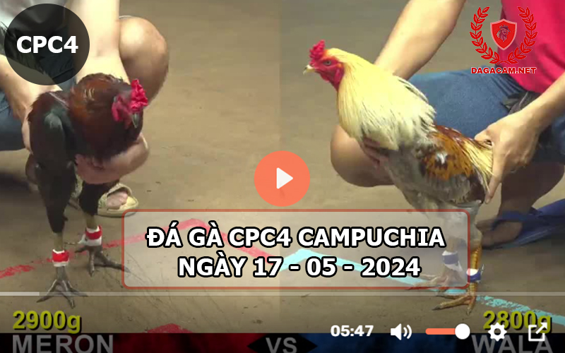 Video đá gà CPC4 ngày 17-05-2024