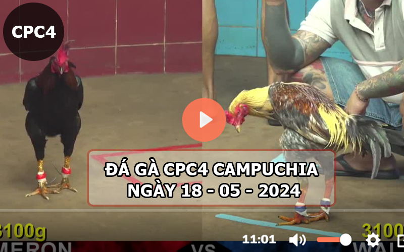 Video đá gà CPC4 ngày 18-05-2024