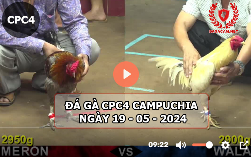 Video đá gà CPC4 ngày 19-05-2024