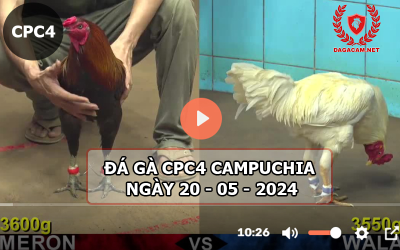 Video đá gà CPC4 ngày 20-05-2024