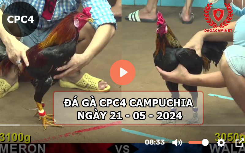 Video đá gà CPC4 ngày 21-05-2024