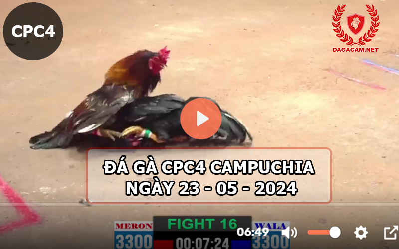 Video đá gà CPC4 ngày 23-05-2024